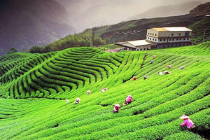 Palampur